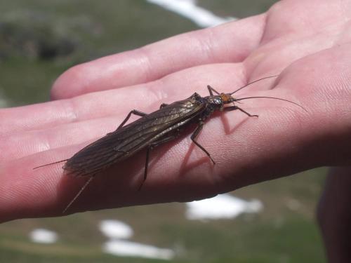 Perla grandis